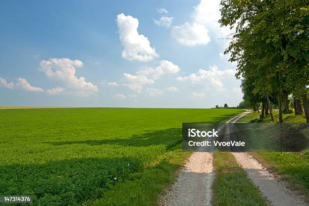 Estrada Campo De Lucerna - Fotografias de stock e mais imagens de Broto de Alfafa - Broto de Alfafa, Colheita, Agricultura