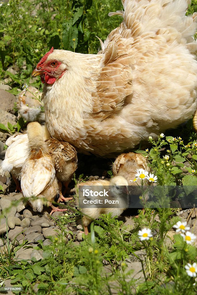 Polli con mamma - Foto stock royalty-free di Ambientazione esterna