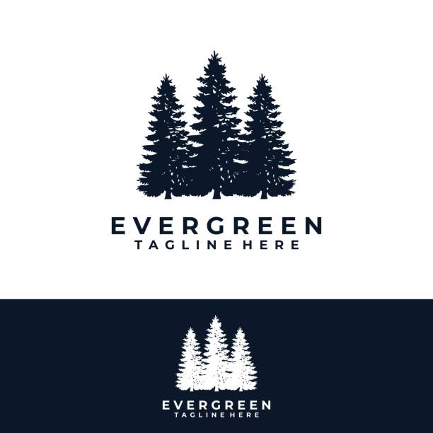 tree timberland woodland vector template. evergreen  pines, spruce, cedar tree graphic illustration. outdoor wilderness vintage vector. tree timberland woodland vector template. evergreen  pines, spruce, cedar tree graphic illustration. outdoor wilderness vintage vector. log cabin vector stock illustrations