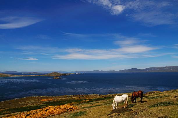 istock Horses and Blue Skies 147314454