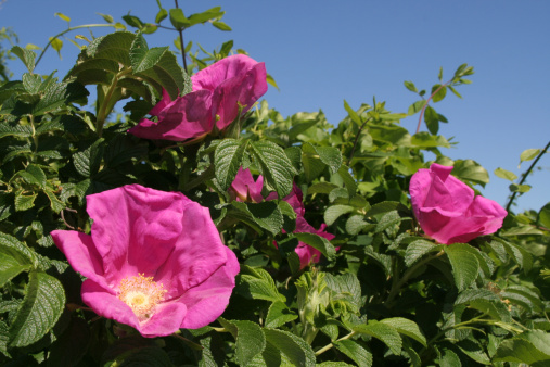 Rosa Rugosa Rubra shot on a beach in Massachusetts