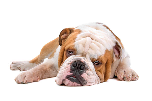 istock English bulldog 147314481