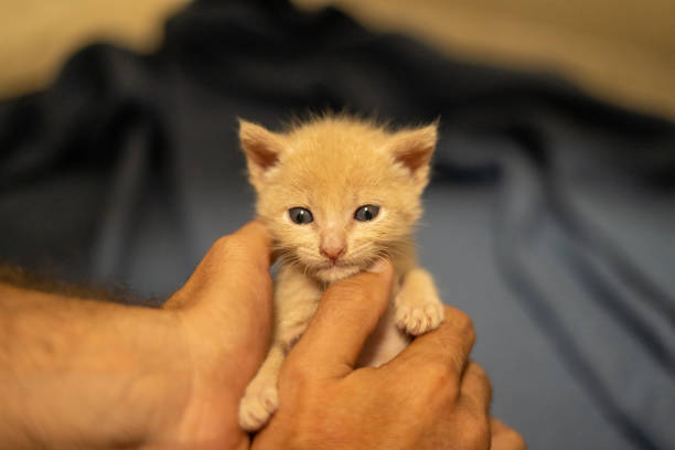 istock One month old kitten adorable cat puppy 1473144900