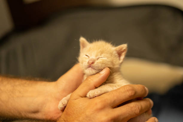 istock One month old kitten adorable cat puppy 1473144901