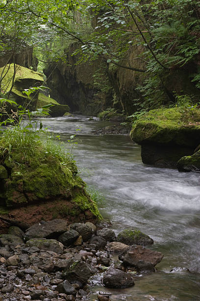 corrente no vale - hokkaido japan stream forest imagens e fotografias de stock