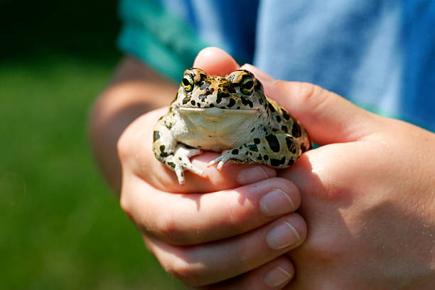 youth accueillir une grenouille - common toad photos et images de collection