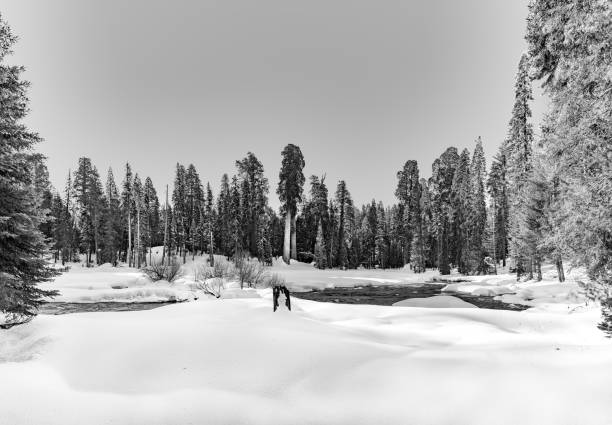 scenic winter landscape with sequoia trees in the sequoia tree national park