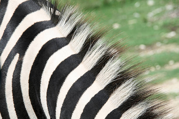 Zebra's Neck stock photo