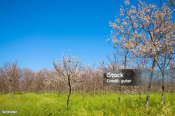 Árvores Da Flor - Fotografias de stock e mais imagens de Agricultura - Agricultura, Ao Ar Livre, Cabeça de Flor