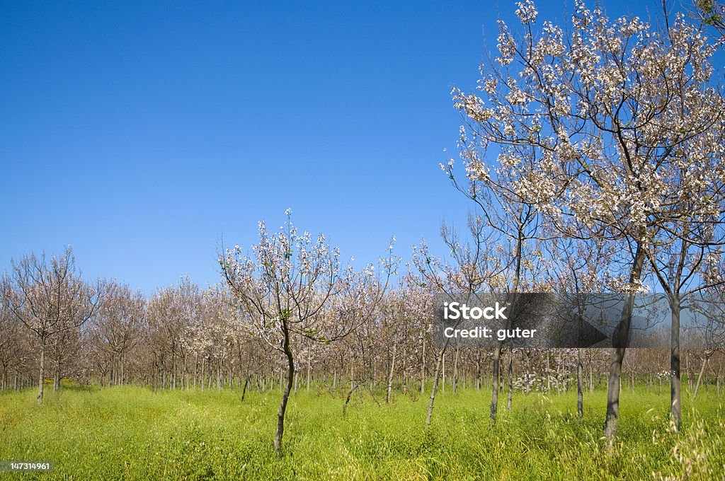 Деревья в цвету - Стоковые фото Без людей роялти-фри
