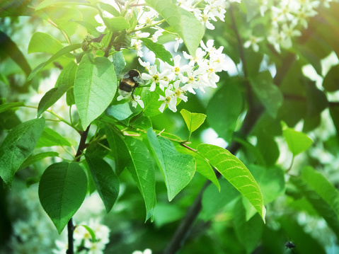 Flowering Bird cherry tree or Glossy Black Chokecherry (Padus) - fragrant white brush-inflorescence