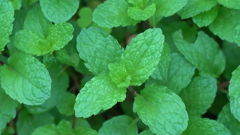 Peppermint plant