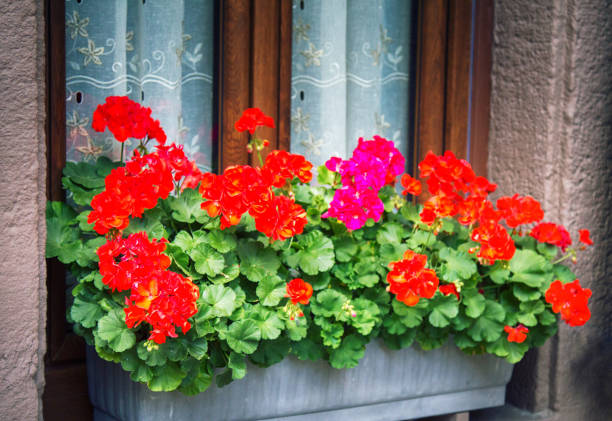 istock flower beds in yards, on window sills 1473151960