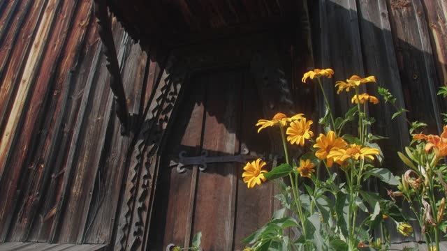 Yellow flowers grow in a flower bed near the gates of an old wooden house, swaying in the wind, bees fly above them on a sunny summer day.