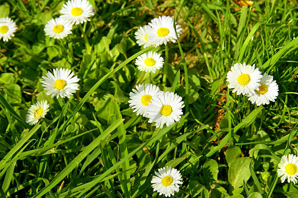 istock Leucanthemum vulgare -The oxeye daisy 147315221