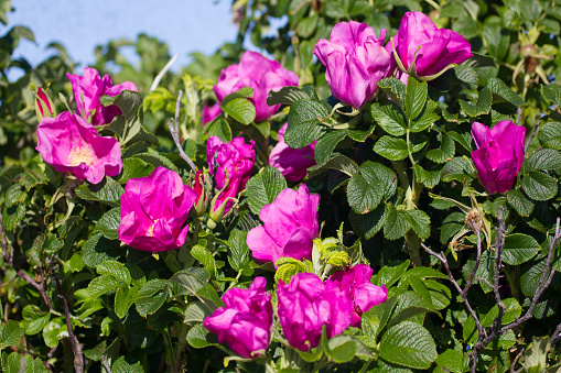 Wild rose, ramanas rose (Rosa rugosa rubra) blooms and fills air with fragrance all summer long