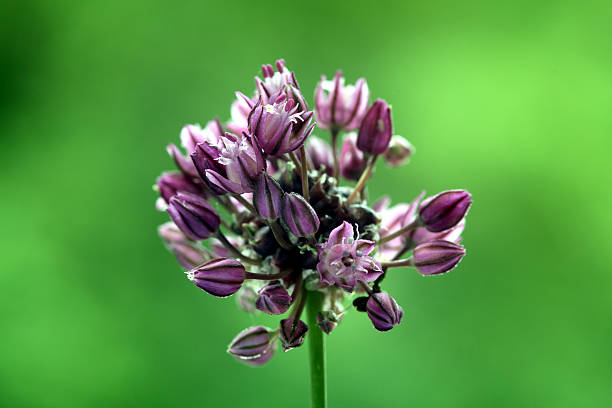 Close-uo on a Sand Leek (Allium scorodoprasum)