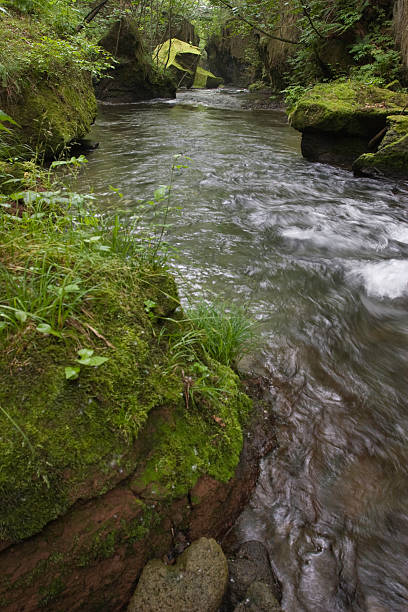 corrente no vale - hokkaido japan stream forest imagens e fotografias de stock