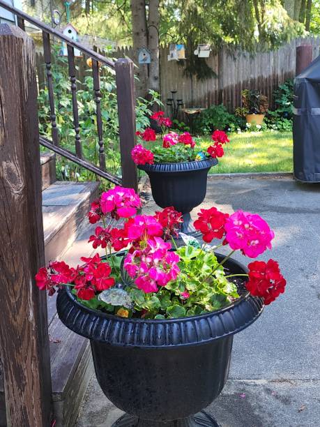istock Geraniums by the Back Porch 1473153585
