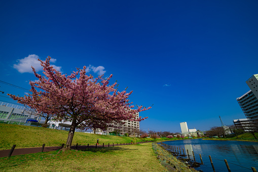 Kawazu cherry blossoms in full bloom at the park. High quality photo. Sumida district Higashisumida Tokyo Japan 03.10.2023. Here is Kyunakagawamizube park in Tokyo.