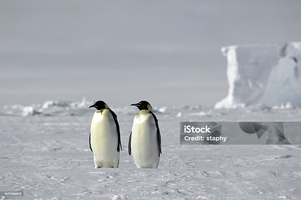 Pingüino emperador par - Foto de stock de Aire libre libre de derechos