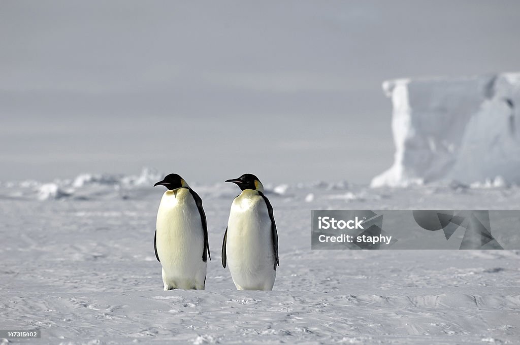 Pinguino imperatore coppia - Foto stock royalty-free di Ambientazione esterna