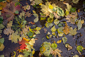 Autumn fallen maple leaves on asphalt, yellow, green. Autumn leaves spread out on the wet and black asphalt.