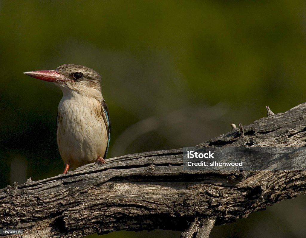 Brownhooded Kingfisher - Lizenzfrei Afrika Stock-Foto