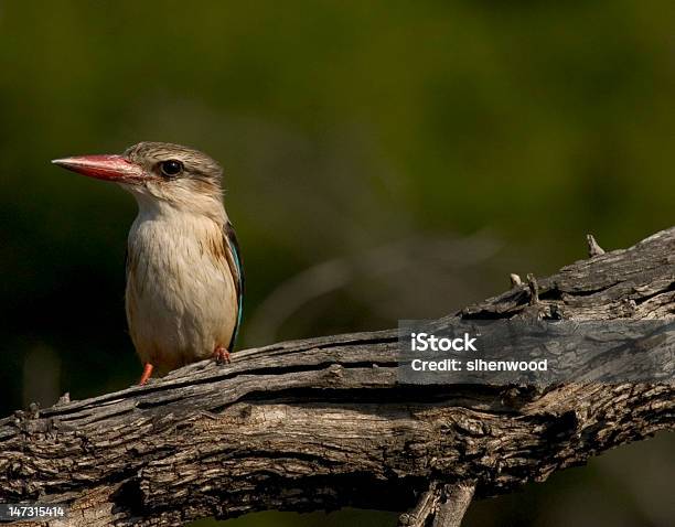 Brownhooded Kingfisher Stockfoto und mehr Bilder von Afrika - Afrika, Ast - Pflanzenbestandteil, Eisvogel