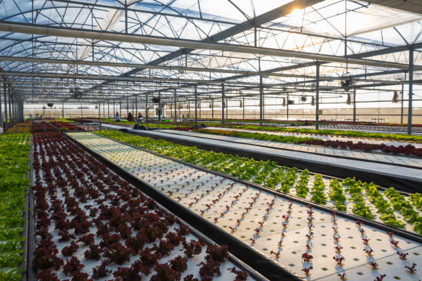 istock Hydroponics, organic hydroponic vegetable garden, sustainable farming 1473154566