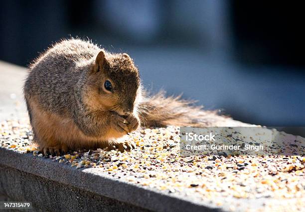 Squirrel Stock Photo - Download Image Now - Animal, Animal Whisker, Birdsong