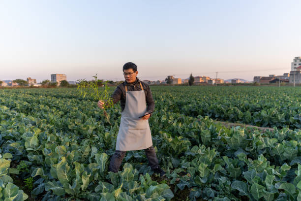 istock A male agricultural technician works in the vegetable field 1473155481