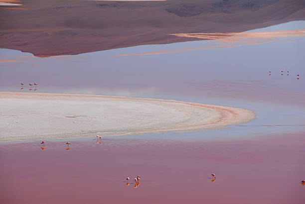 istock Andean Flamingos at 5000m 147315557
