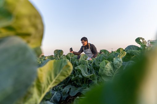 A male agricultural technician works in the vegetable field
