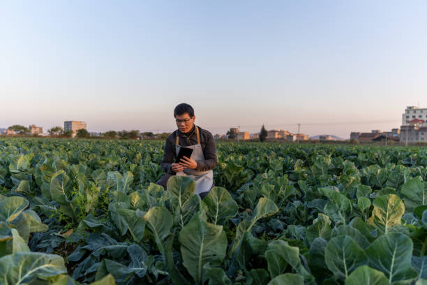 istock A male agricultural technician works in the vegetable field 1473155905