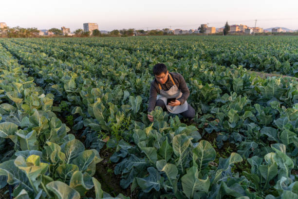 istock A male agricultural technician works in the vegetable field 1473155912