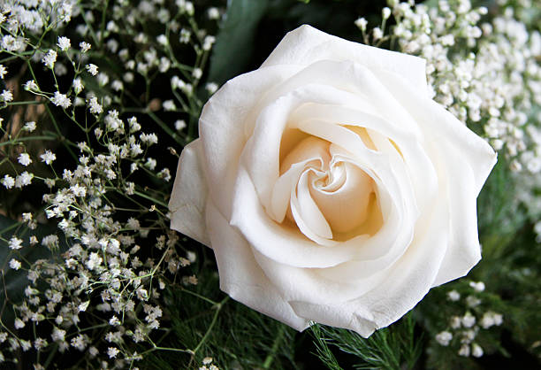 White rose in wedding bouquet stock photo