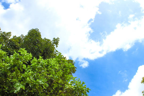 istock Green tree Leaves and sky with clouds. Right copy space 1473157298