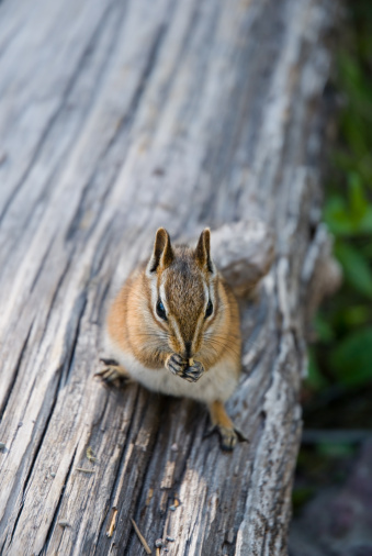 Chipmunk on a log eating, selective focus.