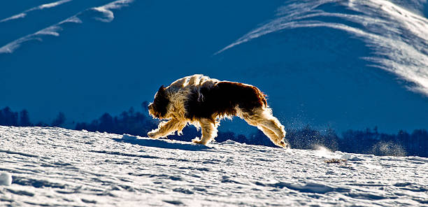 running dog stock photo