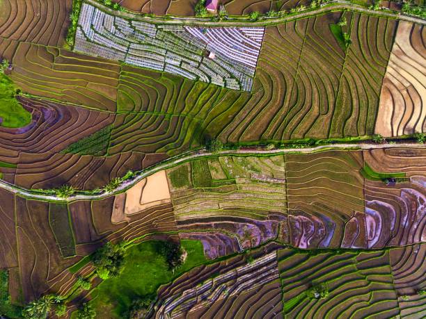 istock Beautiful morning view indonesia panorama landscape paddy fields 1473157538
