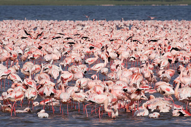 Mare di rosa-fenicotteri nel lago Nakuru, Kenya - foto stock