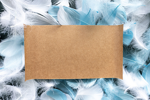 Blank Brown paper on the feather background.Copy space.