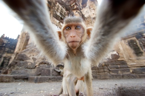 Monkey grabbing  the camera . Monkey looking into the camera. Ruins of the buddhist temple in Lopburi, Thailand.