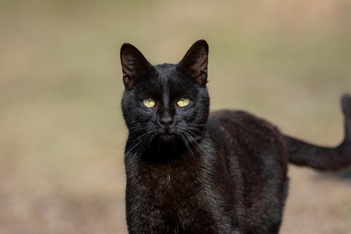 Curious black cat with yellow eyes, approaches the camera