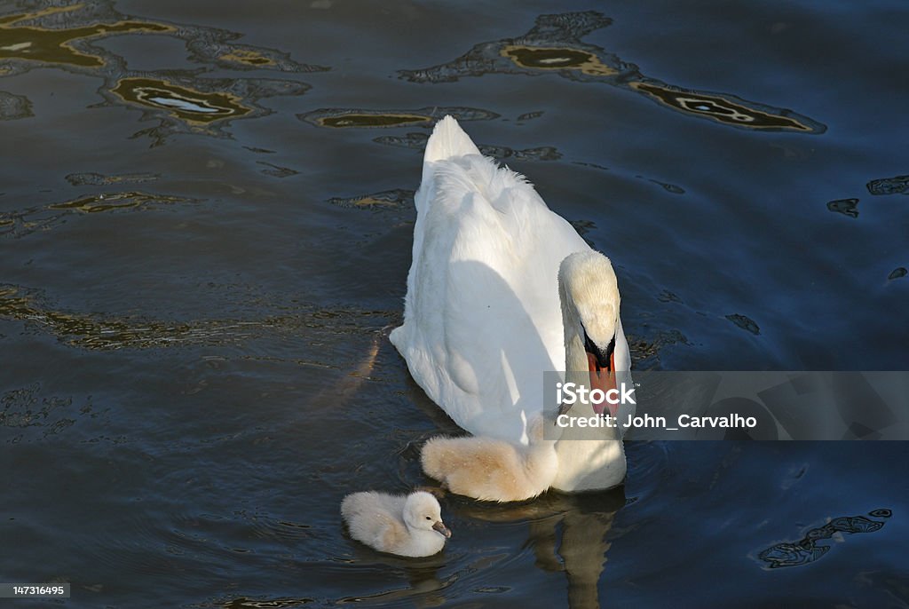 Swan e dois Filhote de cisne - Foto de stock de Animal royalty-free