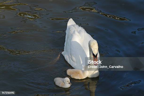 Foto de Swan E Dois Filhote De Cisne e mais fotos de stock de Animal - Animal, Animal selvagem, Cisne