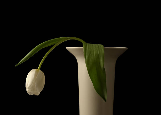 Drooping White Tulip in a Stoneware Vase Shot of a single white tulip in a creamy colored stoneware vase. On black. Room for copy. Concept: tired, sad wilted plant stock pictures, royalty-free photos & images
