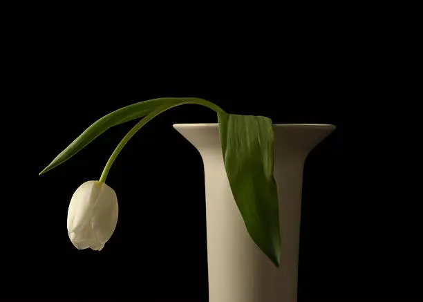 Shot of a single white tulip in a creamy colored stoneware vase. On black. Room for copy. Concept: tired, sad
