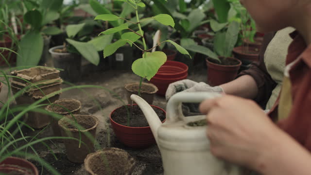 Planting Houseplants Into Pots